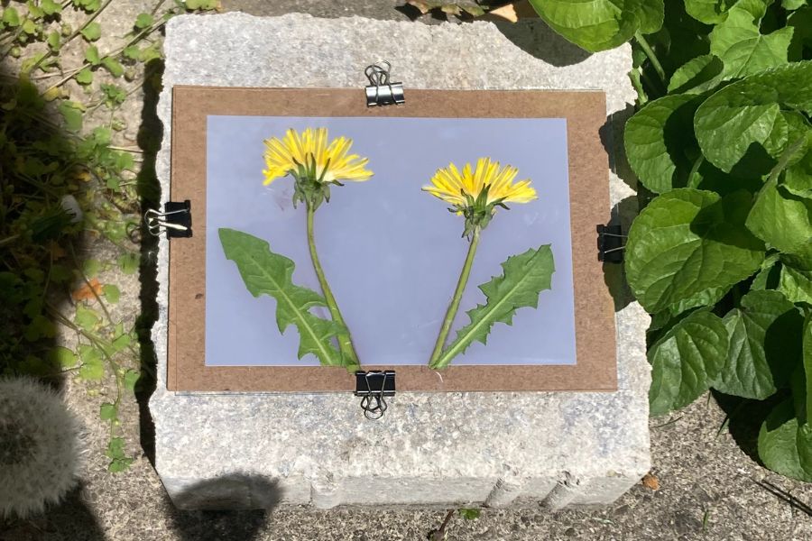 Zwei Löwenzahnblumen unter Glas zur Belichtung auf Fotopapier (Lumenprint)