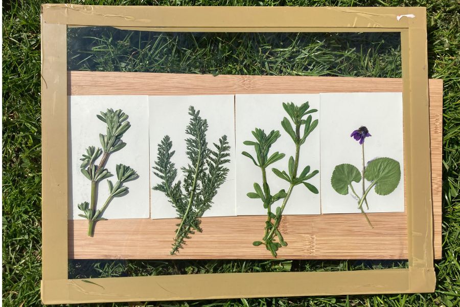 4 Pflanzen liegen unter Glas auf Fotopapier für Lumenprints