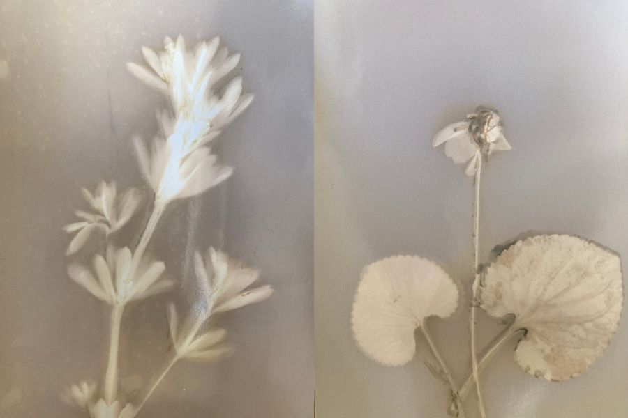 Lumenprints (Fotogramme auf Fotopapier)