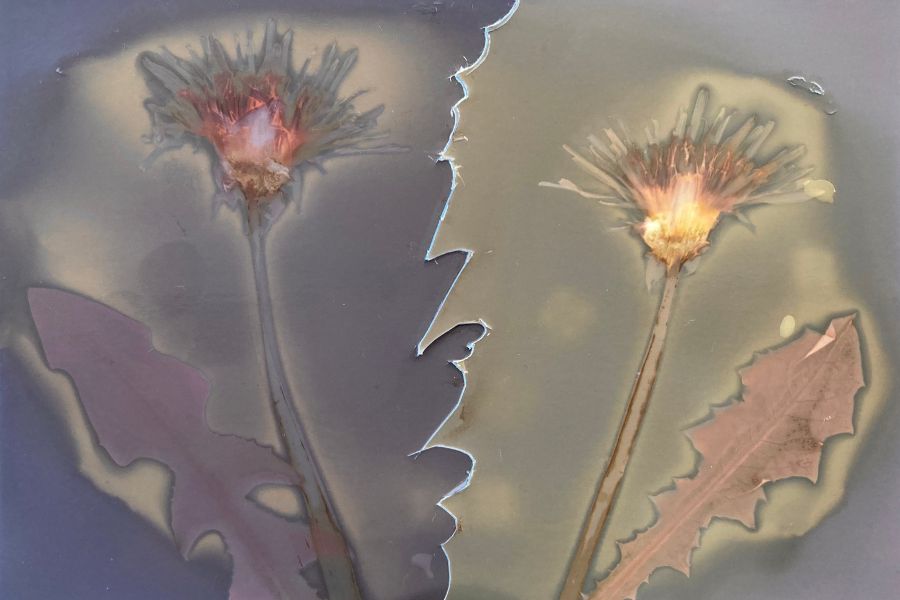 Ein zweigeteilter Lumenprint mit zwei Löwenzahnblüten. LInks rötlich/violett, rechts grünlich/gelb