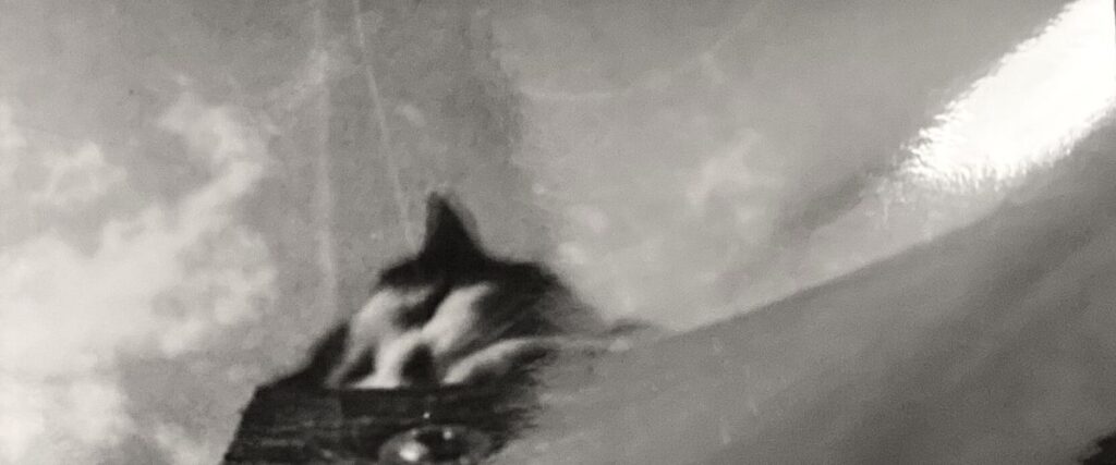 träumereische Fotografie: Katze liegt im Garten, unscharf.