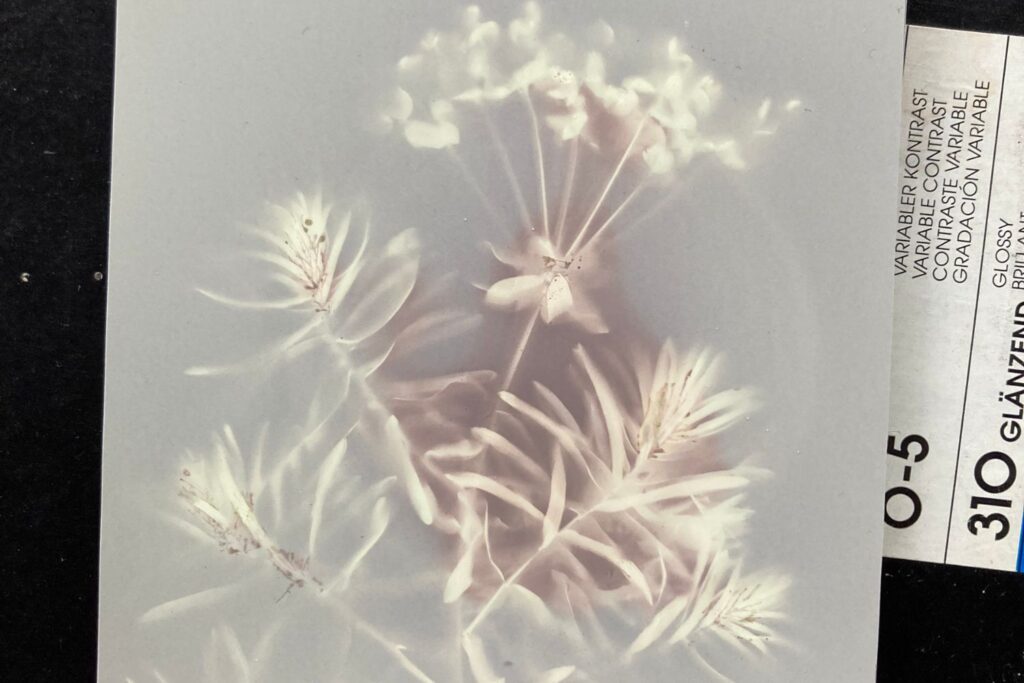 Ein Lumenprint (Fotogramm einer Pflanze auf abgelaufenem Fotopapier)