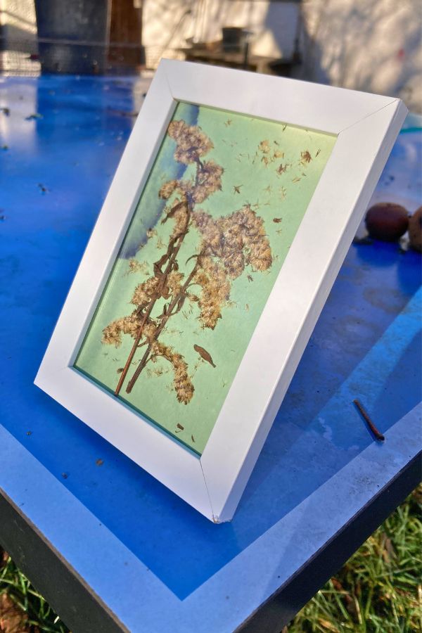 aufgestellter Bilderrahmen mit verblühter Goldrute auf Cyanotypiepapier