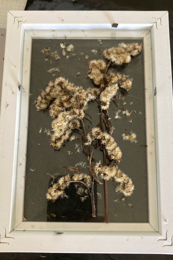 verblühte Goldrute im Bilderrahmen