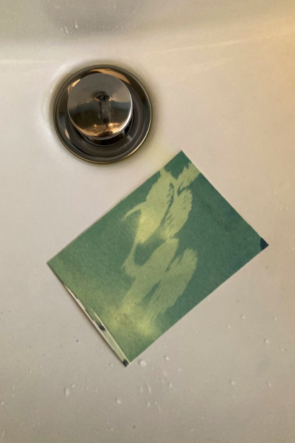 Cyanotypie von Erlenzapfen beim Auswaschen. Die Schatten sind gut zu sehen, aber es entwickelt sich kein kräftigees Blau.