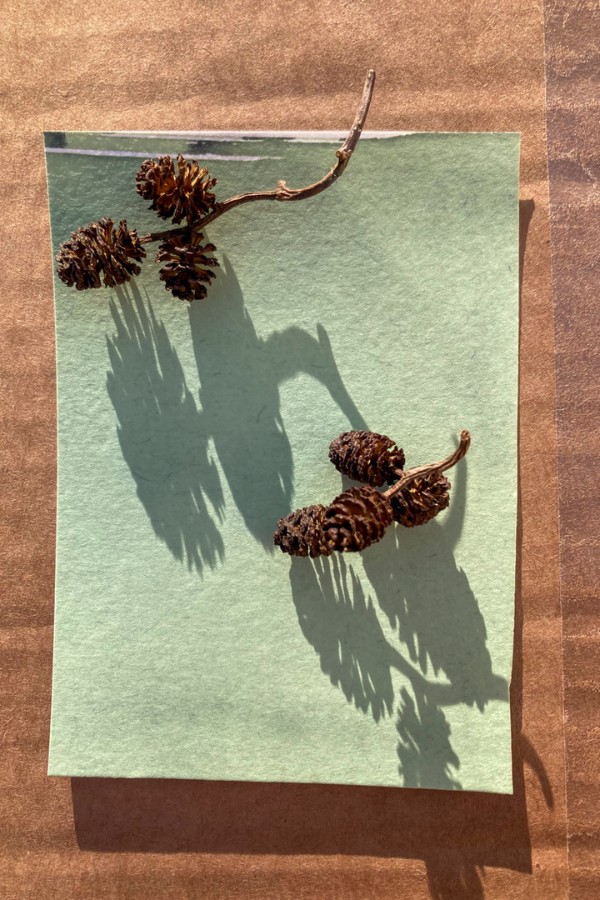 Verholzte Fruchtstände der Erle auf Cyanotypiepapier, sie werfen schöne, grafische Schatten