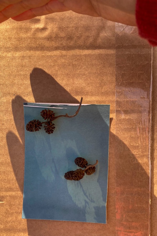 Verholzte Fruchtstände der Erle auf Cyanotypiepapier. Das komplette papier ist abgeschattet, so dass man die unterschiedlichen Reaktionen in Sonne und Schatten sehen kann.