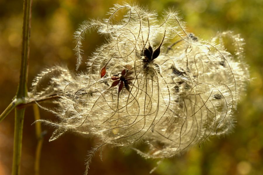 Samenstände der Waldrebe: Samenkörnchen mit fluffigen "Schwänzchen" zu einem Wollknäuel angeordnet