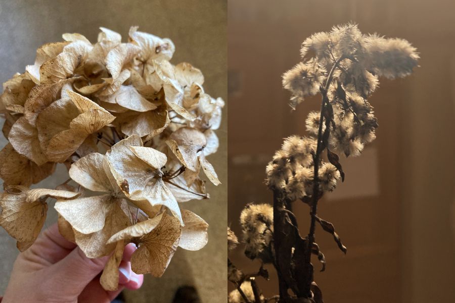 Verblühte Hortensie mit getrockneten Blütenblättern und verblühte Goldrute mit löwnzahnähnlichen Puscheln