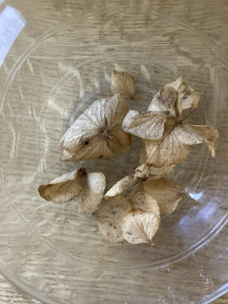 trockene Hortensienblüten in einer Schüssel