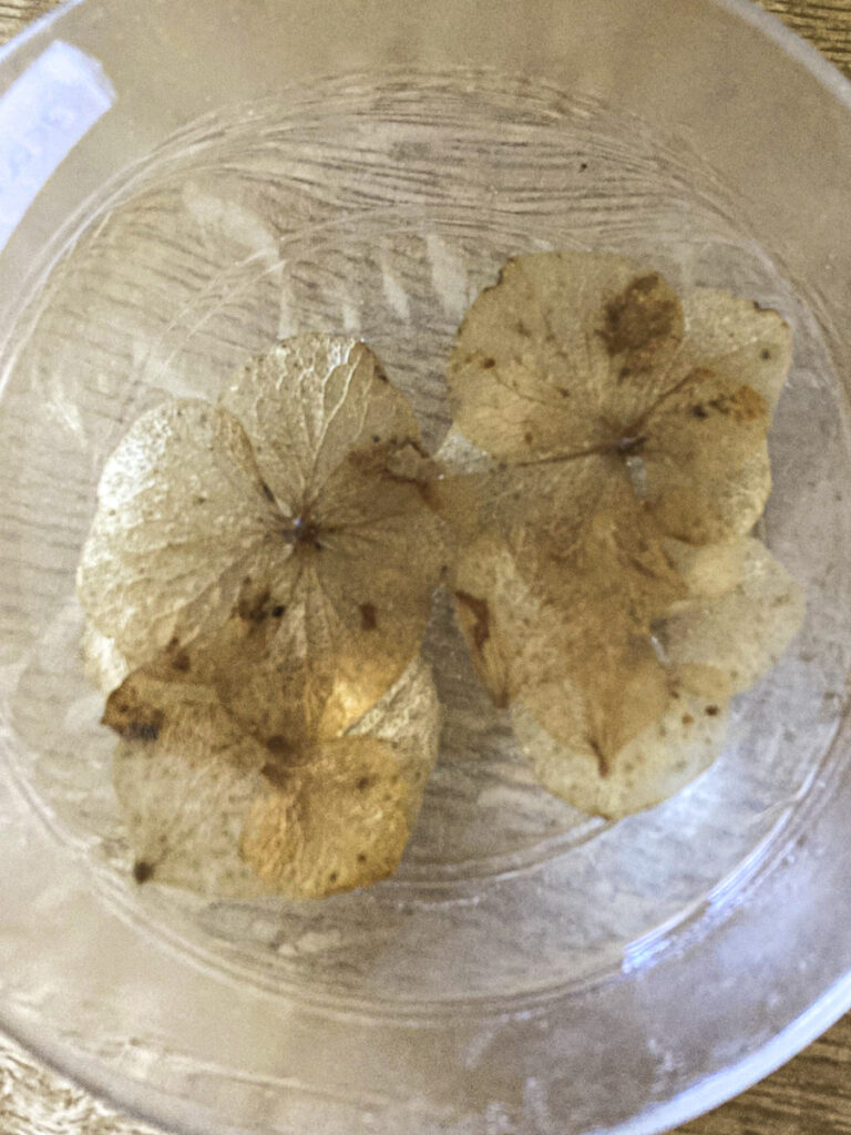 überbrühte Hortensienblüten schwimmen in Wasser