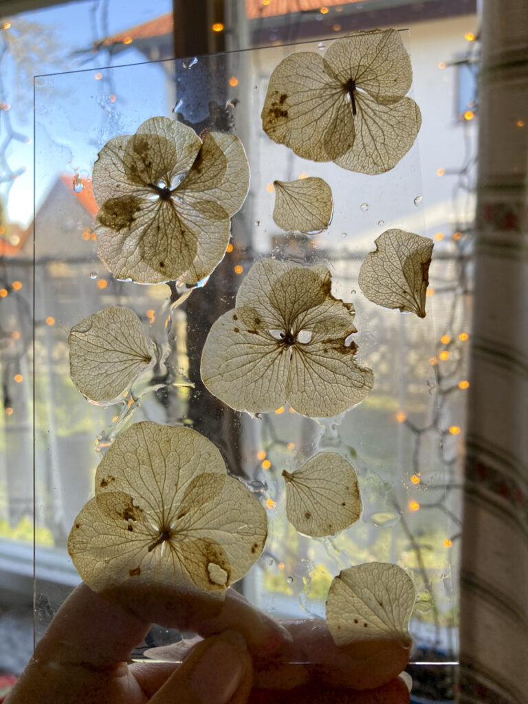 nasse Hortensienblüten kleben an einer Glasscheibe