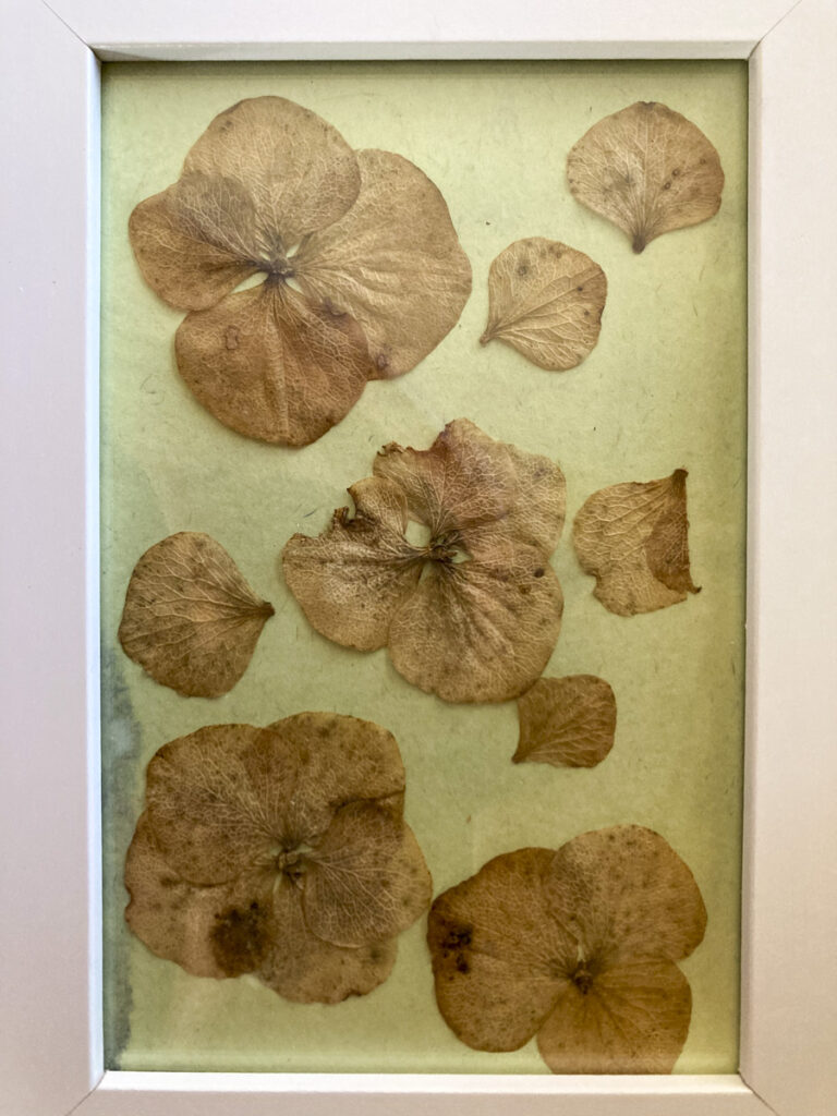 flache Hortensienblüten liegen auf einem Cyanotypiepapier