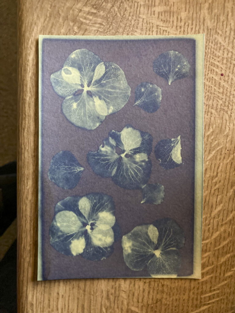 Eine belichtete, aber nicht ausgewaschene Cyanotypie von Hortensienblüten
