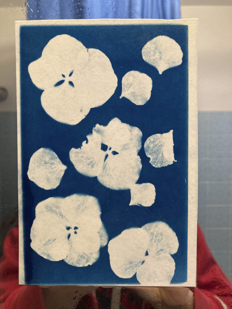 Ausgewaschene Cyanotypie mit den Umrissen von Hortensienblüten, zum Teil auch mit Abbildung der Blütenadern.