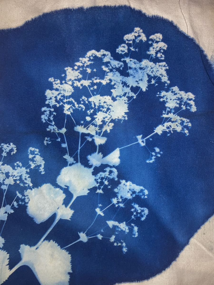 Eine Cyanotypie auf Stoff. Eine kleinteilige Pflanze ist in Weiß auf dunkelblauem Untergrund zu erkennen.