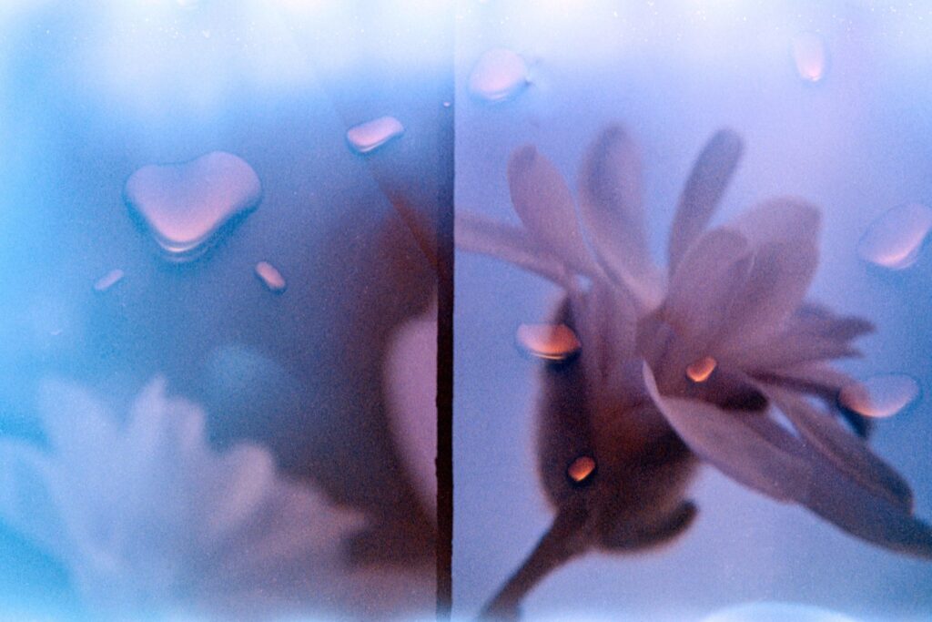 zwei hochformatige analogfotografien nebeneinander. Sie zeigen Magnolienblüten in pink vor blauem Hintergrund. auf den Bildern sind große rosa Wassertropfen zu sehen, die über dem Motiv liegen.